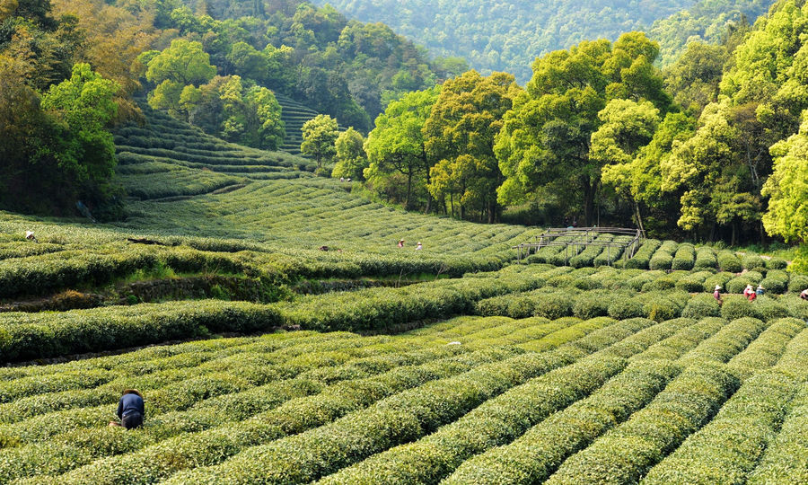 Meijiawu-Tea-Plantation-Hangzhou